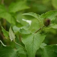 Costus Indien – Racine Naturelle en Poudre – Santé & Bien-être – 100 g - Image 3